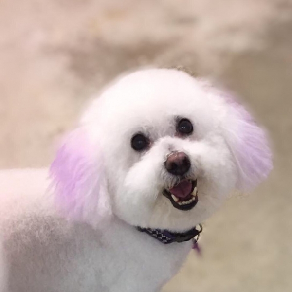 Home Philly Pet Hotel & Villas